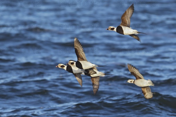 Long-tailed Duck (Clangula hyemalis) flock flying, offshore, Mecklenburg-Western Pomerania, Germany, Europe