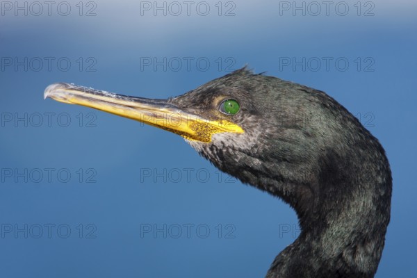 European Shag (Phalacrocorax aristotelis), Mallorca, Spain, Europe