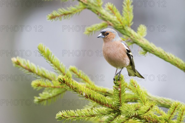 Common Chaffinch (Fringilla coelebs) male, Baden-Wuerttemberg, Germany, Europe