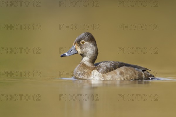 Ring-necked Duck (Aythya collaris) female, British Columbia, Canada, North America