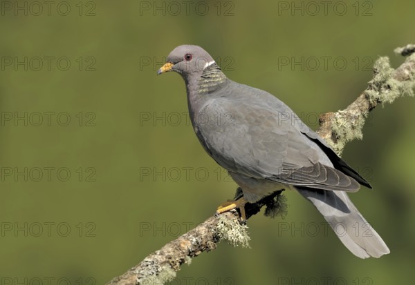 Band-tailed Pigeon (Patagioenas fasciata), British Columbia, Canada, North America
