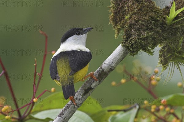 White-collared Manakin (Manacus candei) male, Costa Rica, Central America