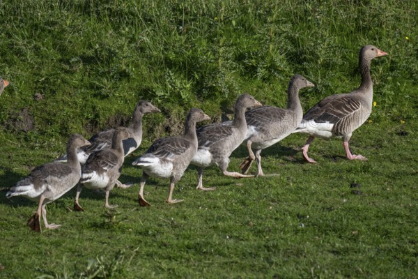 Greylag goose with young birds (Anser anser), Hauke-Haien-Koog nature reserve, North Friesland, Schleswig-Holstein, Germany, Europe