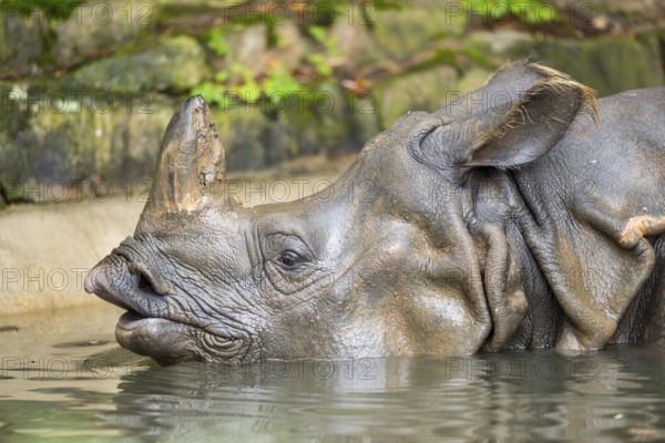 Square-lipped rhinoceros (Ceratotherium simum) swimming in the water, captive, Bavaria, Germany, Europe