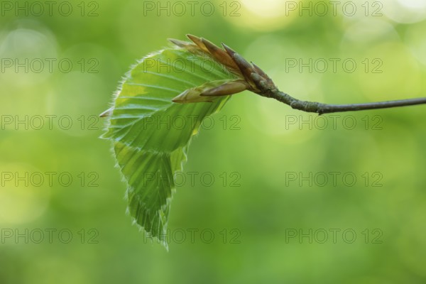 Delicate awakening - fresh beech leaves in the spring light. Beech leaves after new shoots in spring