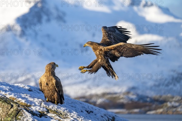 White-tailed eagle (Haliaeetus albicilla), approaching in front of a snowy mountain panorama, Lofoten, Norway, Europe