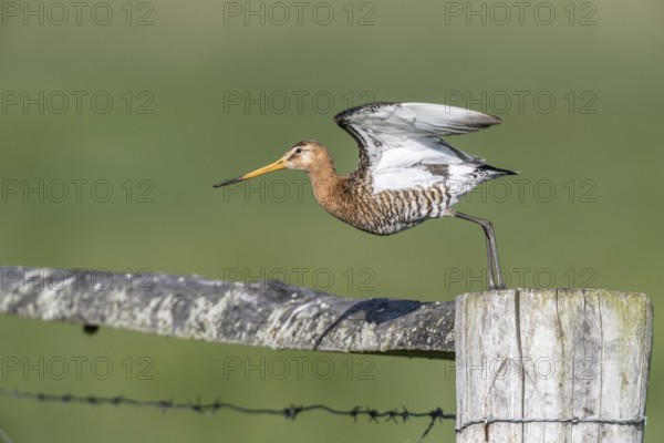 Black-tailed godwit (Limosa limosa), Lower Saxony, Germany, Europe