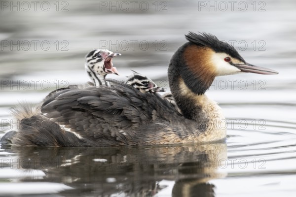Great Crested Grebe (Podiceps Scalloped ribbonfish) with juveniles, Emsland, Lower Saxony, Germany, Europe