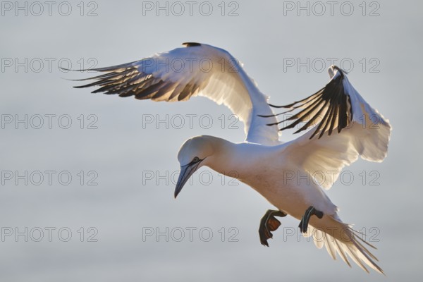 Northern gannet (Morus bassanus) flying over the sea at sunset, wildlife, Helgoland, Germany, Europe