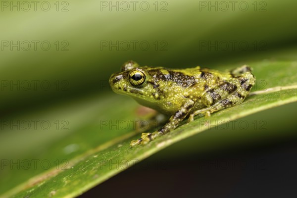 A frog of the genus Spinomantis sp. in the rainforests of Marojejy National Park in north-east Madagascar