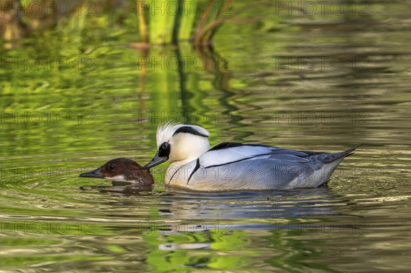 Smew (Mergellus albellus, Mergus albellus) pair, male biting female in neck while mating in pond in spring