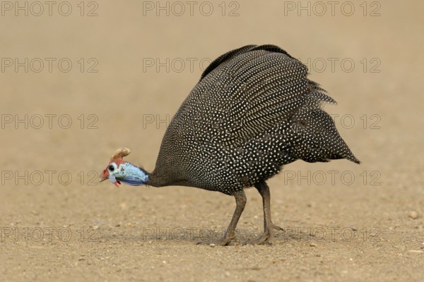 Helmparelhoen, Helmeted guineafowl, Numida meleagris
