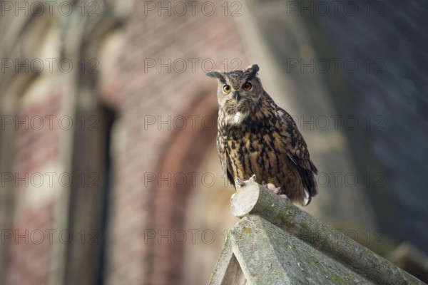 Eurasian Eagle-Owl (Bubo bubo) perched on the roof of a church, North Rhine-Westphalia, Germany, Europe