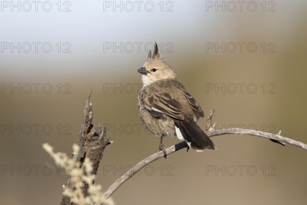 Chirruping Wedgebill (Psophodes cristatus), New South Wales, Australia, Oceania