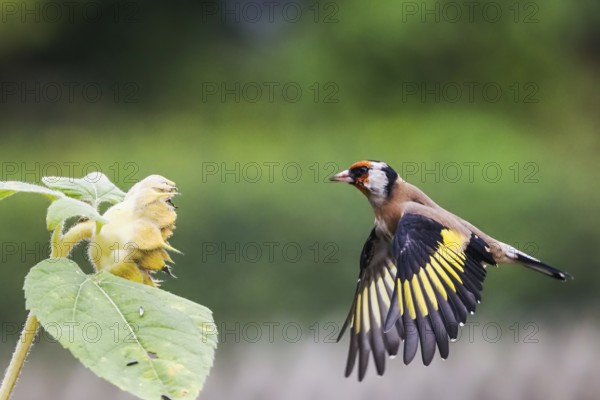 Goldfinch (Carduelis carduelis) flying near a yellow flower, sunflower, with outspread wings, Hesse, Germany, Europe