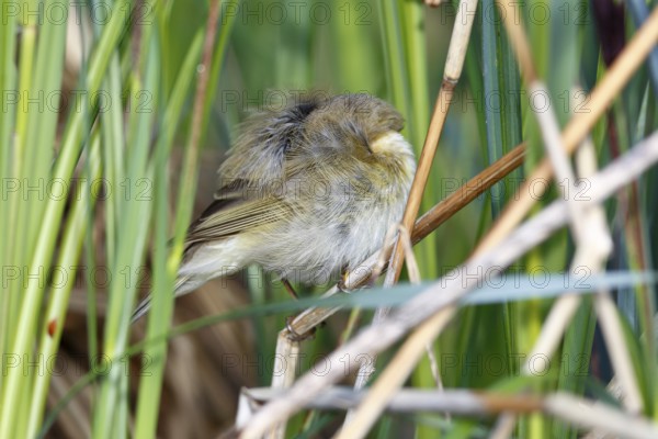 Chiffchaff or willow warbler (Phylloscopus collybita), sleeping animal in the biotope, Flusslandschaft Peenetal nature park Park, Mecklenburg-Western Pomerania, Germany, Europe