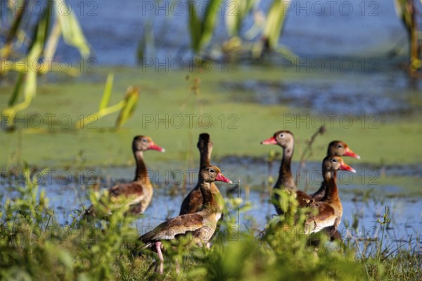 Red-billed whistling duck (Dendrocygna autumnalis) Pantanal Brazil