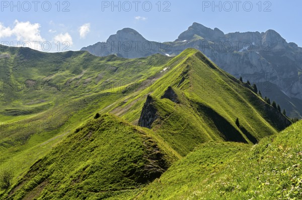 View from the Col de Bise mountain pass over green alpine meadows on both sides of the sharp Velan ridge, Crête du Velan, to the Cornettes de Bise summit chain, Chablais, Savoy, France, Europe