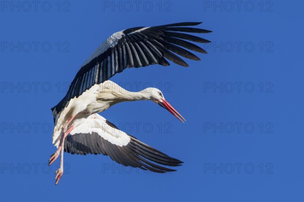 Stork in flight with wide open wings under a bright blue sky, White Stork (Ciconia ciconia), wildlife, Germany, Europe