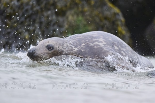 Grey seal (Halichoerus grypus) jumping into the water, sea, Düne, Helgoland, Schleswig-Holstein, Germany, Europe