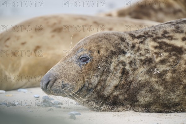 Grey seal (Halichoerus grypus), portrait, on the beach, Düne, Helgoland, Schleswig-Holstein, Germany, Europe
