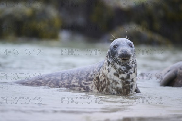 Grey seal (Halichoerus grypus) looking out of the water while swimming in the sea, Düne, Helgoland, Schleswig-Holstein, Germany, Europe