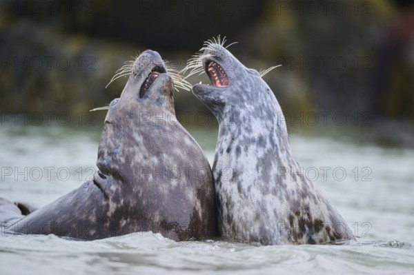 Grey seal (Halichoerus grypus) playing with each other in the water, sea, Düne, Helgoland, Schleswig-Holstein, Germany, Europe