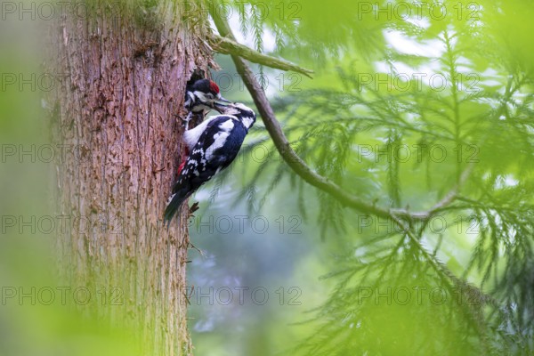Great spotted woodpecker (Dendrocopos major), female feeds almost fledged young bird in the entrance hole of the breeding cavity, Bad Homburg, Hesse, Germany, Europe
