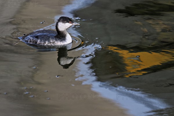 Slavonian grebe (Podiceps auritus), adult, in a white plumage, winter plumage, swimming in Lake Zug, Switzerland, Europe