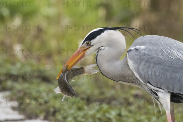 A grey heron (Ardea cinerea) holds a fish in its beak and stands in front of a green background, Hesse, Germany, Europe