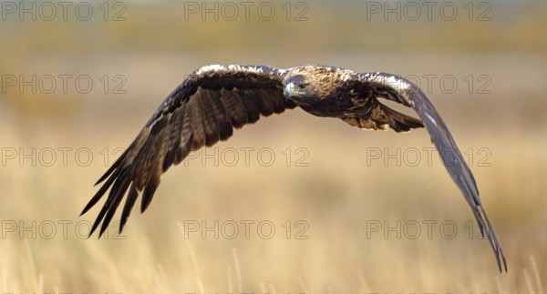 Spanish imperial eagle (Aquila adalberti) in flight, Castilla-La Mancha, Spain, Europe