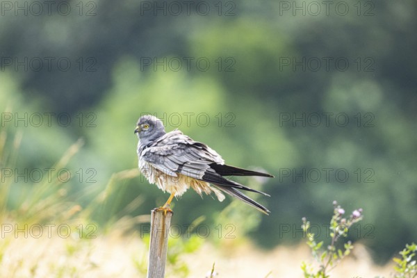 Montagu's harrier (Circus pygargus) ml Germany