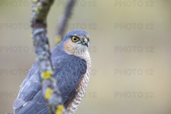 Sparrowhawk (Accipiter nisus) ml Germany
