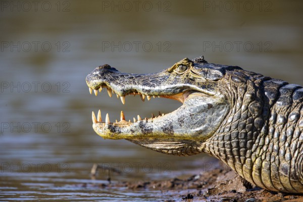 Spectacled caiman (Caiman crocodilius) Panatanal Brazil
