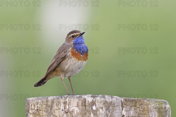 Bluethroat (Luscinia svecica cyanecula), male, on a pasture fence post, wildlife, Lembruch, Ochsen Moor, Dümmer nature park Park, Lower Saxony, Germany, Europe
