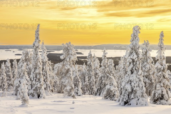 Tykky forest, snow covered spruce trees on the taiga at sunrise in winter, Riisitunturi National Park, Finnish Lapland, Posio, Koillismaa, Finland, Europe