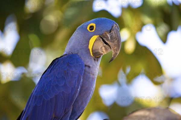 Hyacinth Macaw (Anodorhynchus hyacinthinus) Pantanal Brazil