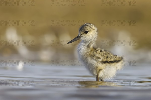 Black-winged Stilt (Himantopus himantopus) chick foraging, North Rhine-Westphalia, Germany, Europe