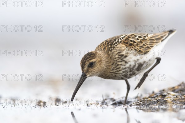 Dunlin (Calidris alpina) foraging on shoreline, Mecklenburg-Western Pomerania, Germany, Europe