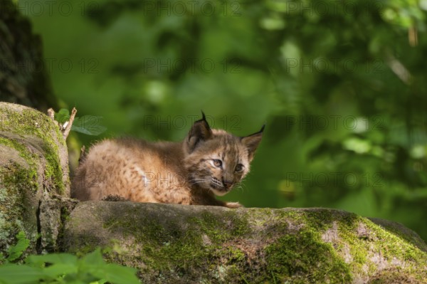Eurasian lynx (Lynx lynx) cub (youngster) in a forest, Bavaria, Germany, Europe