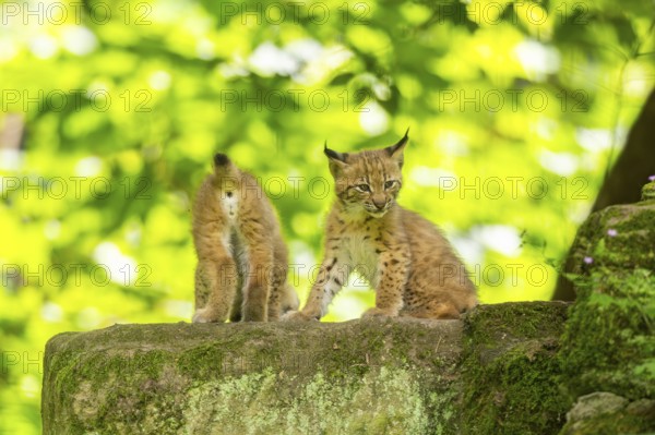 Eurasian lynx (Lynx lynx) cub (youngster) in a forest, Bavaria, Germany, Europe