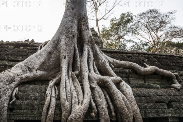 Ta Prohm, Angkor Wat, Angkor, UNESCO World Heritage Site, Siem Reap, Cambodia, Indochina, Southeast Asia, Asia