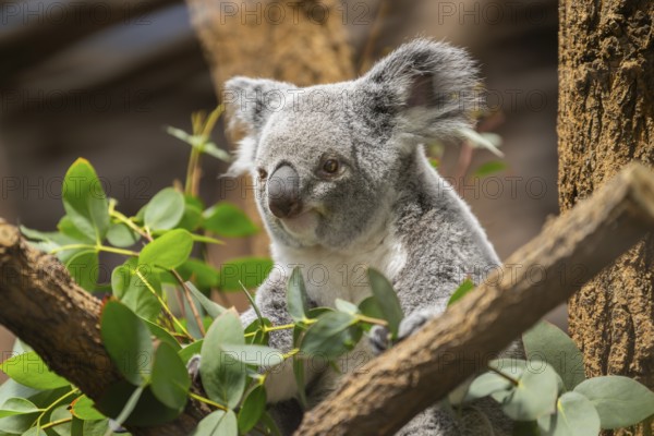 Koala (Phascolarctos cinereus) sitting on a tree, captive, distribution South Australia, Australia, Oceania