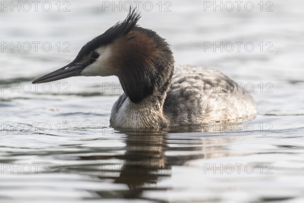 Great Crested Grebe (Podiceps cristatus), Emsland, Lower Saxony, Germany, Europe