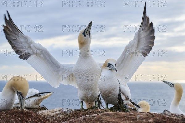 Northern gannet (Morus bassanus) couple standing on the cliff, wildlife, Helgoland, Germany, Europe