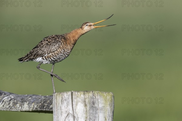 Black-tailed godwit (Limosa limosa), Lower Saxony, Germany, Europe