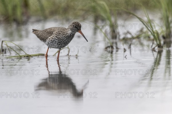 Redshank (Tringa totanus), Lower Saxony, Germany, Europe