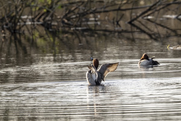 Common Pochard (Aythya ferina), male, Vulkaneifel, Rhineland-Palatinate, Germany, Europe