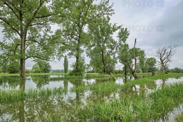 Trees standing in the flooded river Lorze, floodplain landscape, Reussspitz nature reserve, Maschwanden, Canton Zurich, Switzerland, Europe