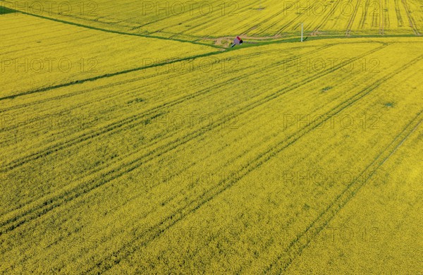 Rape field in bloom with a small house. Landscape near Dornstadt Baden-Württemberg, Germany, Europe